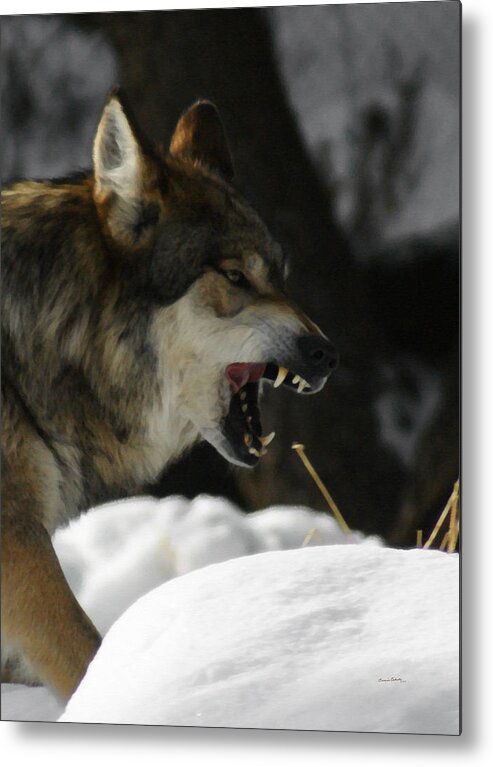 Wolf Metal Print featuring the photograph Snarling Wolf by Ernest Echols
