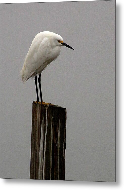 Snowy Egret Metal Print featuring the photograph Snowy Egret in the fog by Christopher Mercer