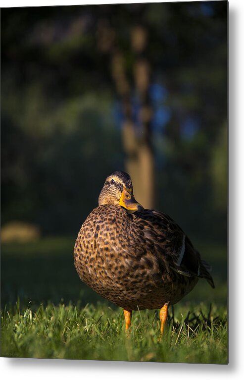 American Black Duck Metal Print featuring the photograph Soak up the sun by Mark Papke