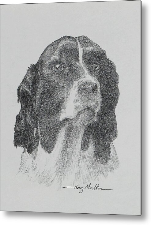 Dogs Metal Print featuring the drawing Springer by Harry Moulton