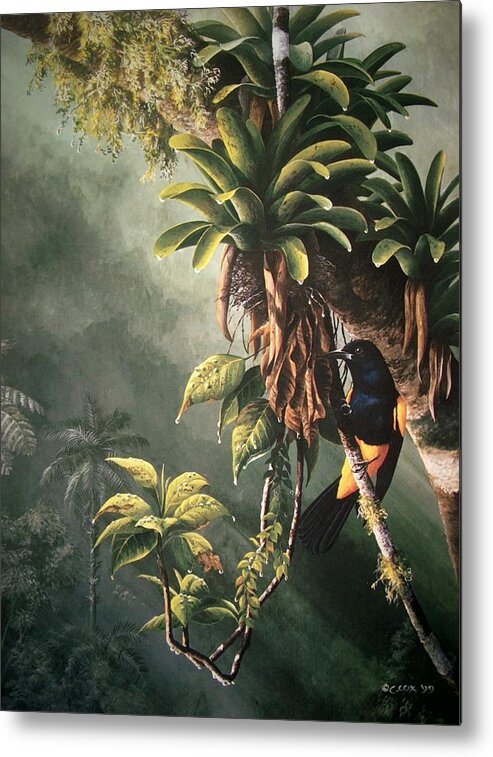 Chris Cox Metal Print featuring the painting St. Lucia Oriole in bromeliads by Christopher Cox