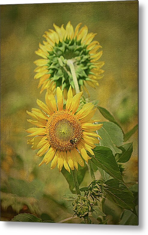Sunflowers Metal Print featuring the photograph Sunflowers Back to Back By Sandi O' Reilly by Sandi OReilly