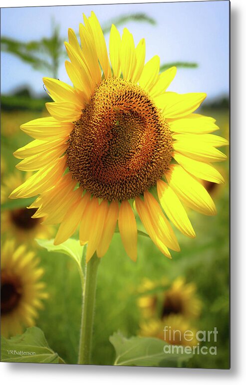 Sunflowers Metal Print featuring the photograph Sunflowers in Memphis II by Veronica Batterson