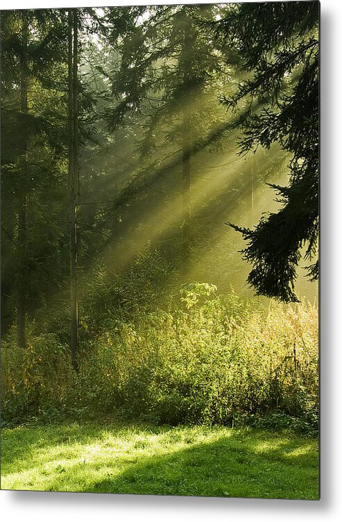 Nature Metal Print featuring the photograph Sunlight by Daniel Csoka