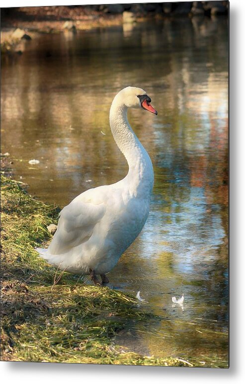 Swan Metal Print featuring the photograph Swan Portrait by Karl Anderson