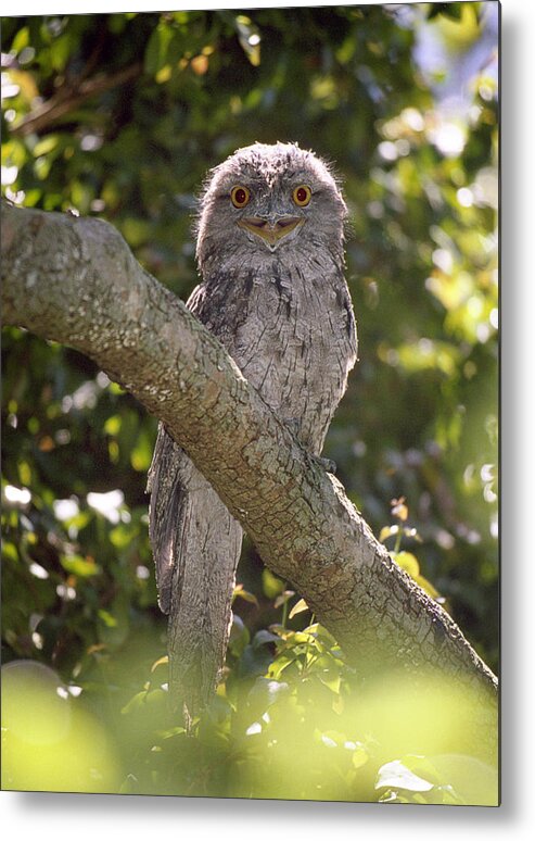 Bird Metal Print featuring the photograph Tawny Frogmouth by Barry Culling
