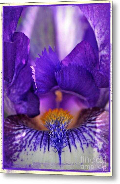 Purple Bearded Iris Metal Print featuring the photograph The Beard in the Iris by Mindy Bench