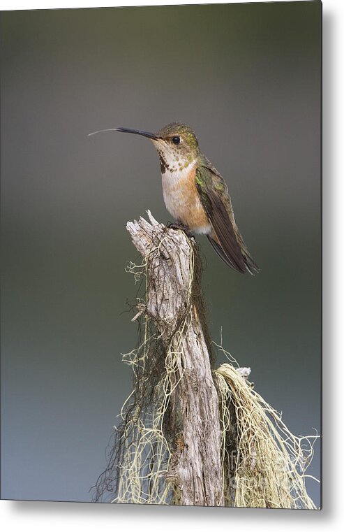 Bird; Coastal; Hummingbird; Rufous Hummingbird Selasphorus Rufus; Summer Metal Print featuring the photograph The Long Tongue of a Hummingbird by Tim Grams