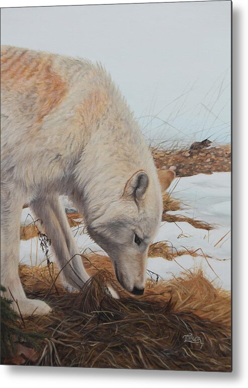 Wolf Metal Print featuring the painting The Tracker by Tammy Taylor