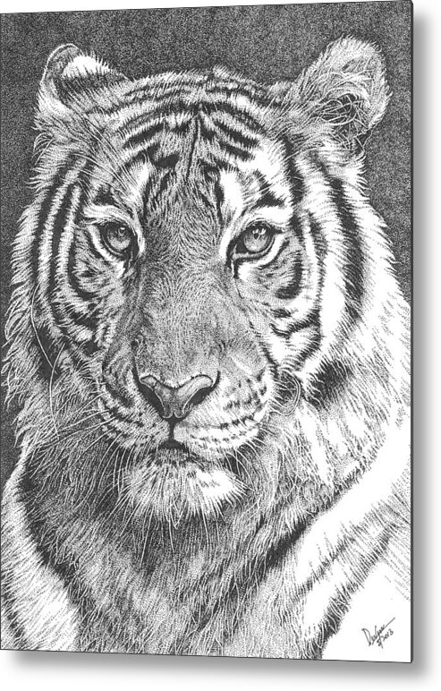 Tiger Metal Print featuring the drawing Tiger by Deven Singh Kshetrimayum