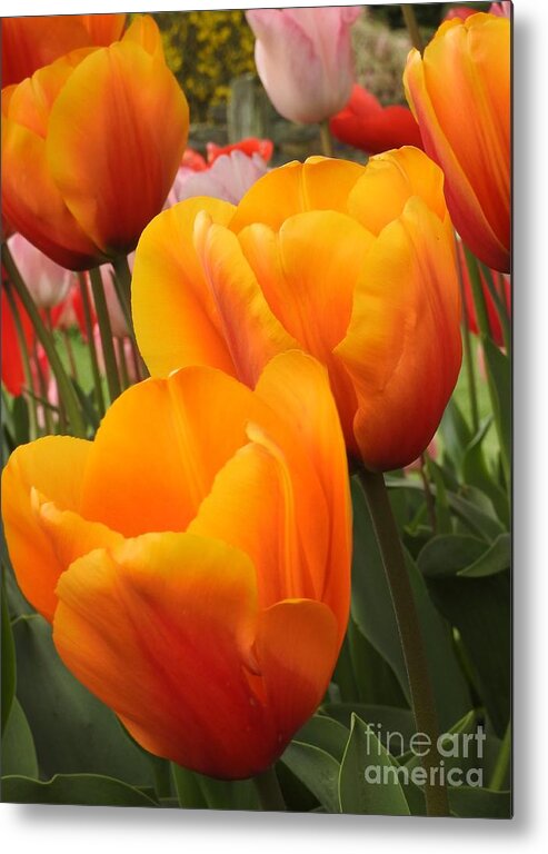 Tulips Metal Print featuring the photograph Tulips of 2015 by Sandra Peery