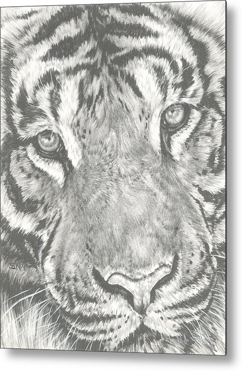 Tiger Metal Print featuring the drawing Scrutiny by Barbara Keith