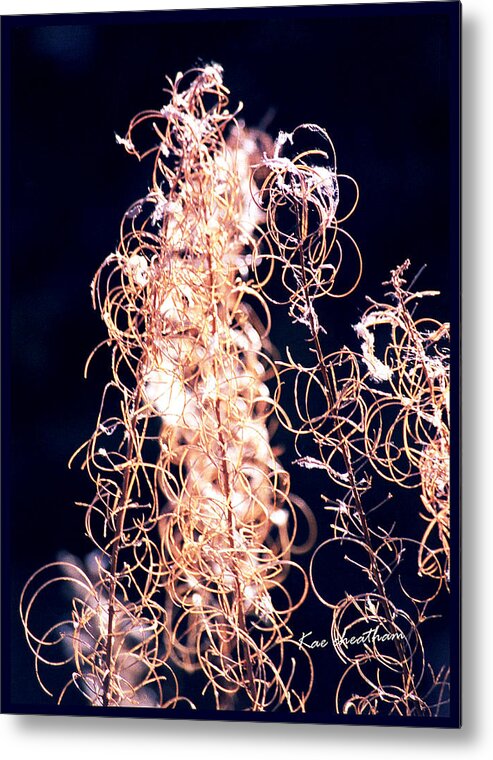 Vines Metal Print featuring the photograph Vine Circles and Light by Kae Cheatham