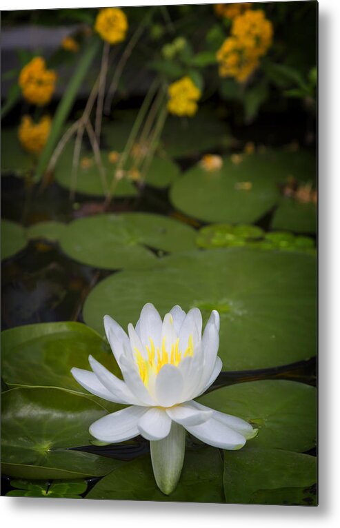 Water Metal Print featuring the photograph Water Lily III by Ricky Barnard
