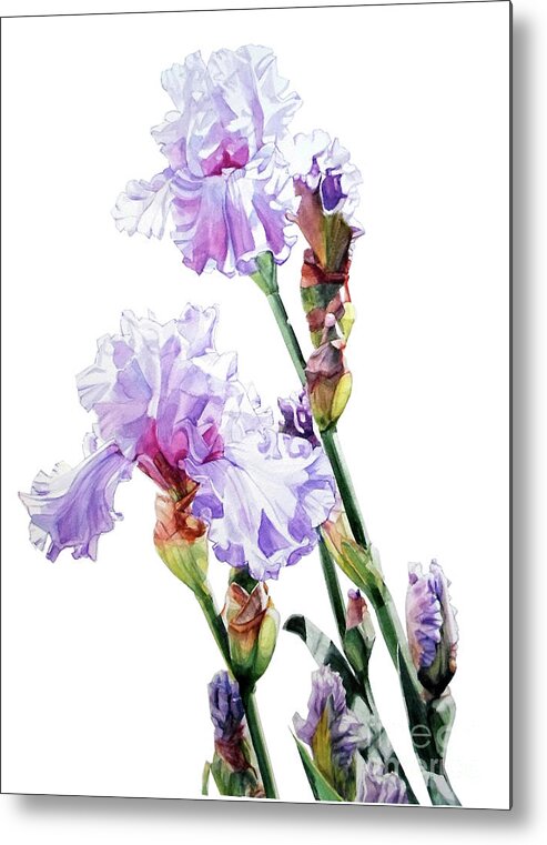 Watercolor Metal Print featuring the painting Watercolor of a Tall Bearded Iris I call Lilac Iris Wendi by Greta Corens