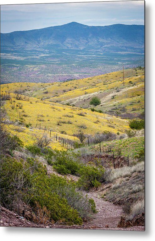 904-874-0876 Metal Print featuring the photograph Wildflower Meadows by Karen Stephenson