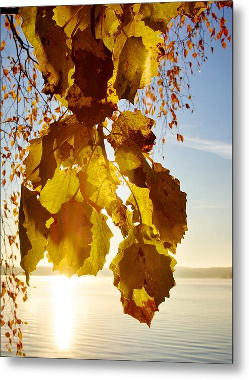 Finland Metal Print featuring the photograph Yellow leaves of Aspen in the Morning Sun by Jouko Lehto