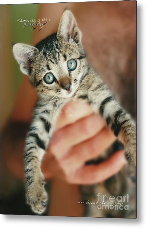 Vicki Ferrari Photography Metal Print featuring the photograph Yiddie Kitten Hand by Vicki Ferrari