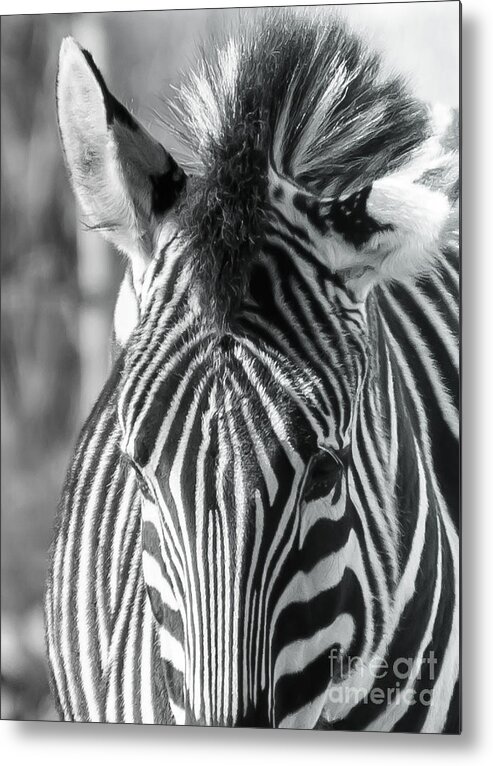 Animal Metal Print featuring the photograph Zebra by Colin Rayner