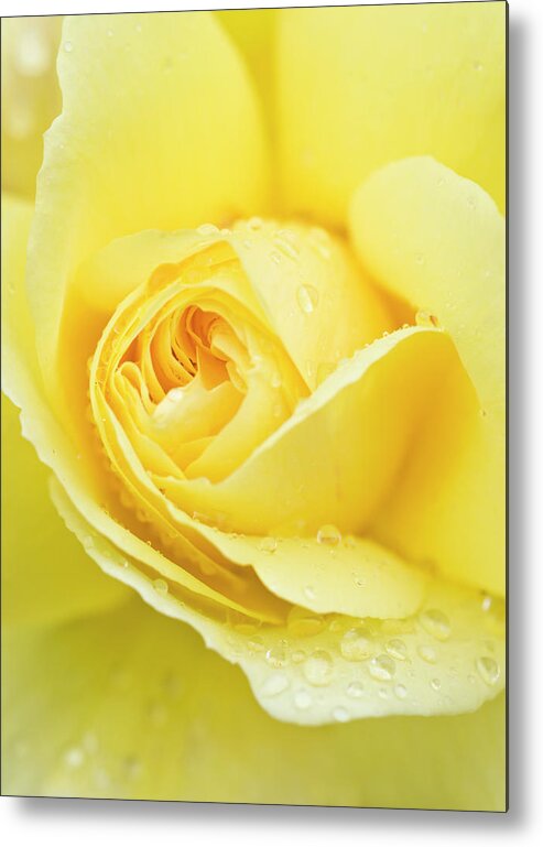 Petal Metal Print featuring the photograph Close-up Of A Yellow Rose Rosa Sp #1 by Mike Hill
