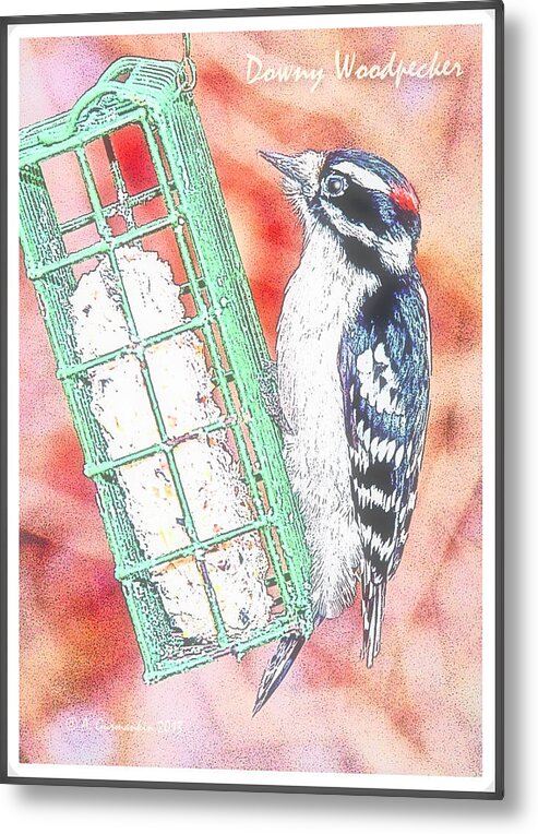 Downy Woodpecker Metal Print featuring the photograph Downy Woodpecker, Male, Poster Image #5 by A Macarthur Gurmankin