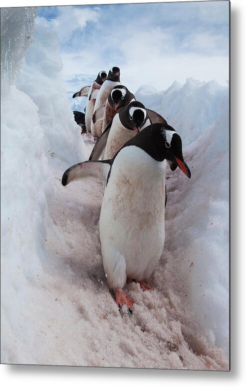Following Metal Print featuring the photograph Gentoo Penguins Using A Well Worn #1 by Mint Images - Art Wolfe
