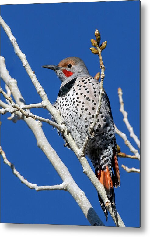 Northern Flicker Woodpecker Metal Print featuring the photograph Northern Flicker Woodpecker by Rick Mosher