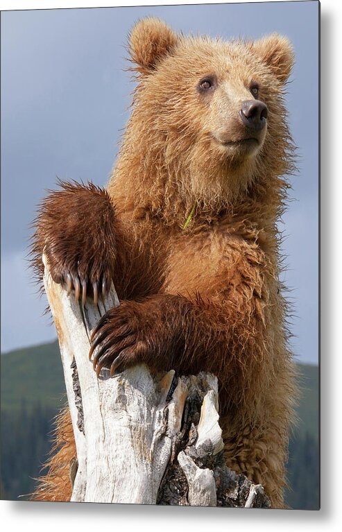 Brown Bear Metal Print featuring the photograph Brown Bear, Lake Clark National Park #5 by Mint Images/ Art Wolfe