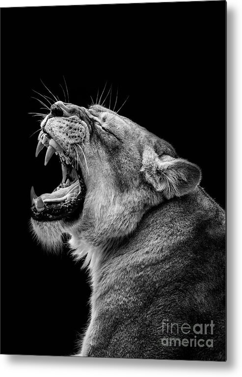 Pets Metal Print featuring the photograph A Lion Roaring by Levana Sietses