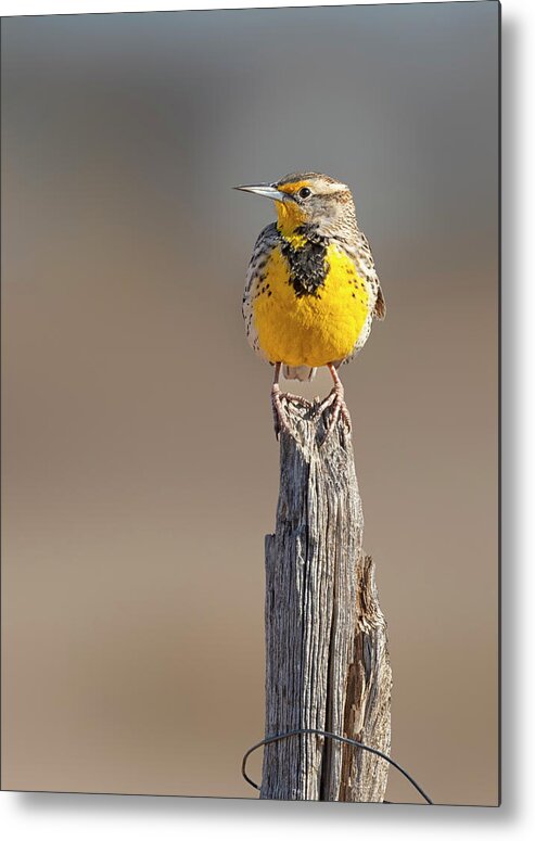 Meadowlarks Metal Print featuring the photograph A Meadowlark sits on a fence post by Gary Langley