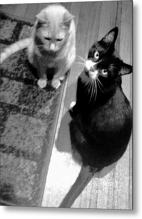 Tan Cat Metal Print featuring the photograph Are You Okay by Debra Grace Addison