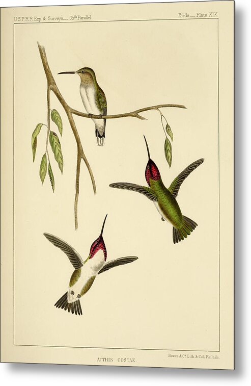 Birds Metal Print featuring the mixed media Atthis Costae by Bowen and Co lith and col Phila