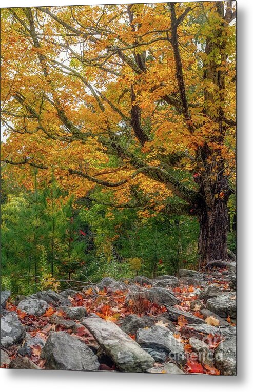 Autumn Metal Print featuring the photograph Autumn Wall by Karin Pinkham