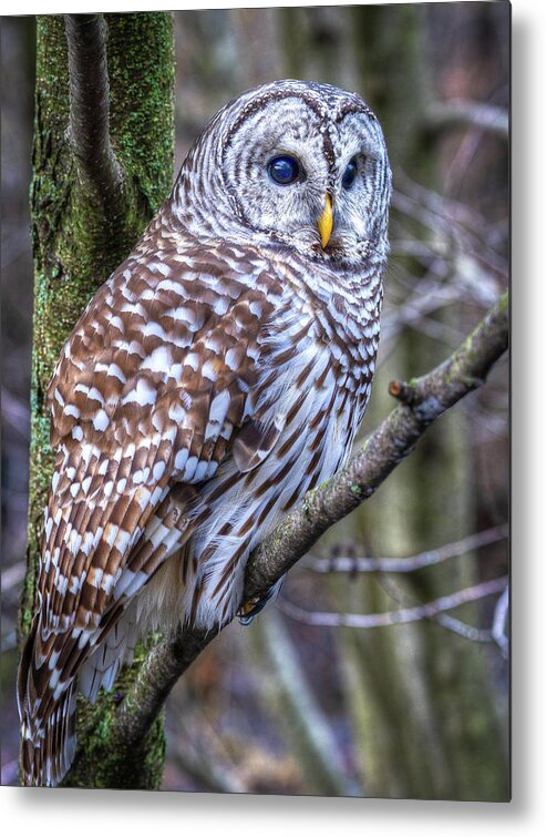 Barred Owl Metal Print featuring the photograph Barred Owl by Brad Bellisle