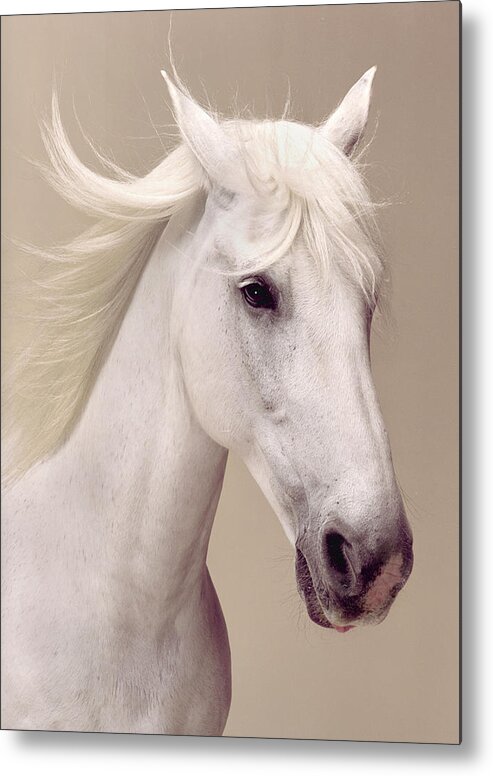 One Animal Metal Print featuring the photograph Beauty Portrait Of A White Horse by Daniel Day