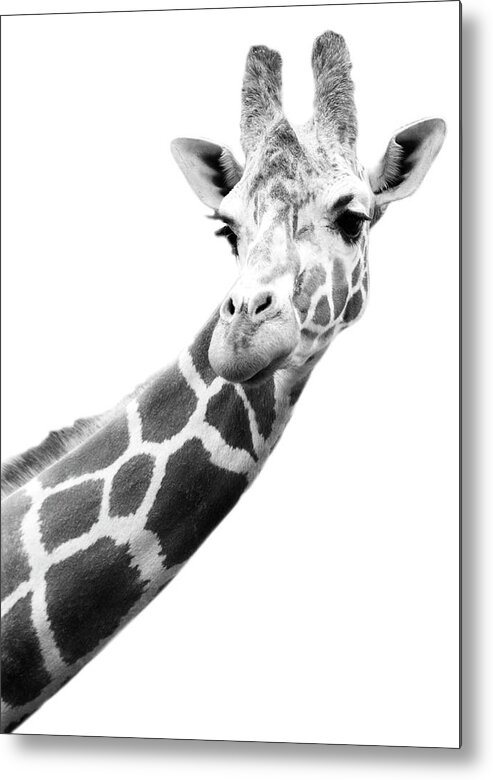 Long Metal Print featuring the photograph Black And White Portrait Of A Giraffe by Design Pics