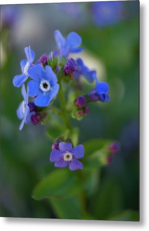Macro Metal Print featuring the photograph Blue Flowers Macro by Fred DeSousa