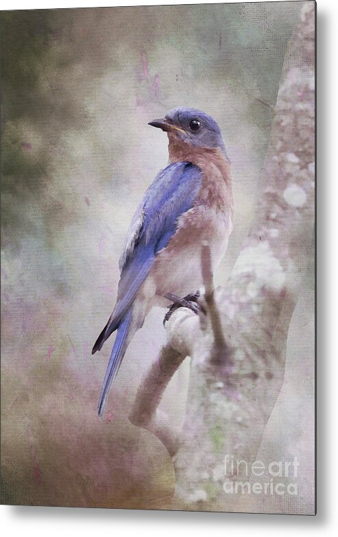 Bluebird Metal Print featuring the photograph Bluebird in Dahlia Dreams by Michelle Tinger