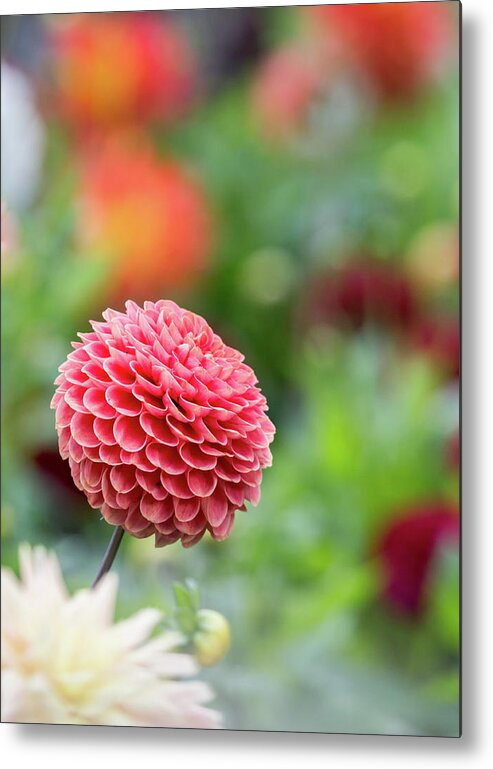 Cheerful Metal Print featuring the photograph Bright and cheery pompom dahlia by Anita Nicholson