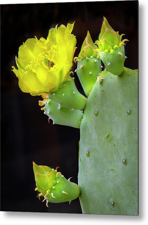 Texas Metal Print featuring the photograph Texas Cactus Blooms With Bee II by Harriet Feagin