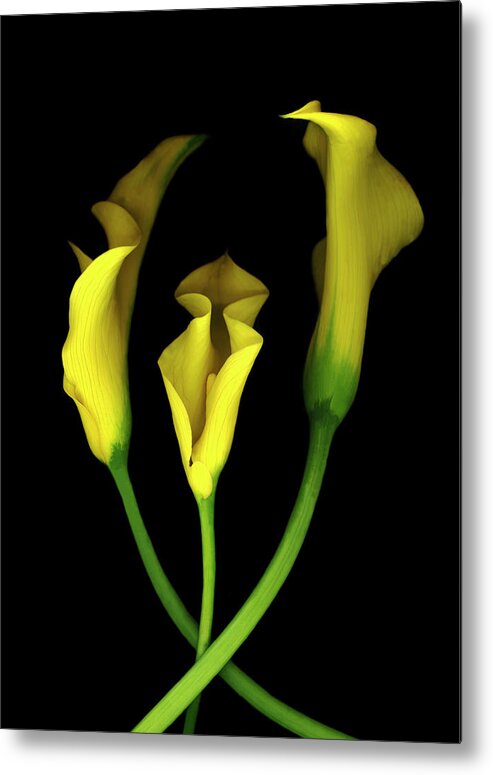 Yellow Calla Lilies Metal Print featuring the painting Calla Lilies #2 by Susan S. Barmon