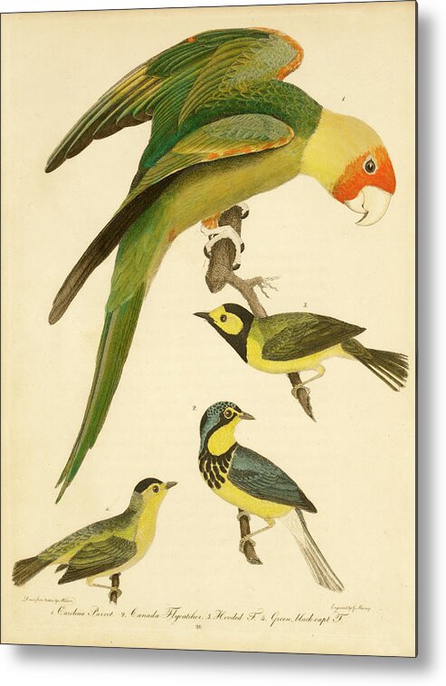Birds Metal Print featuring the mixed media Carolina Parrot by Alexander Wilson