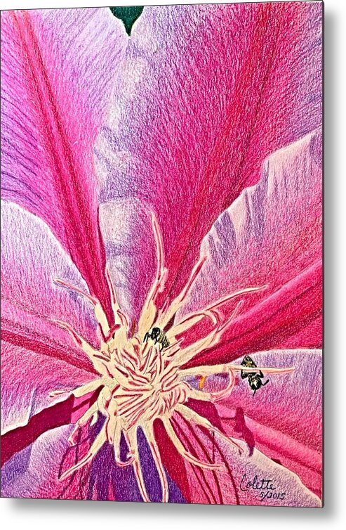 Pink Metal Print featuring the drawing Clematis by Colette Lee