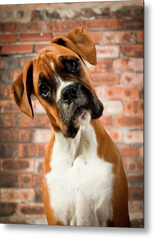 Animal Themes Metal Print featuring the photograph Cute Dog by Danny Beattie Photography