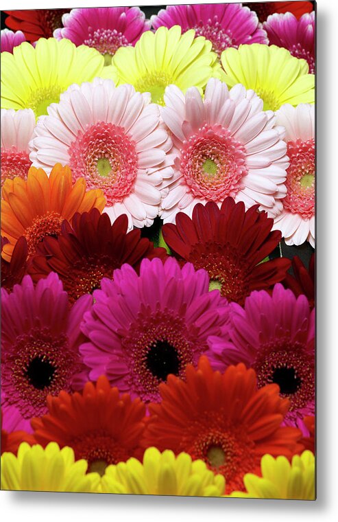 Large Group Of Objects Metal Print featuring the photograph Daisies by Lumina Imaging