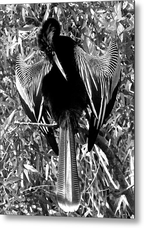Everglades Bird Metal Print featuring the photograph Everglades #8 by Neil Pankler