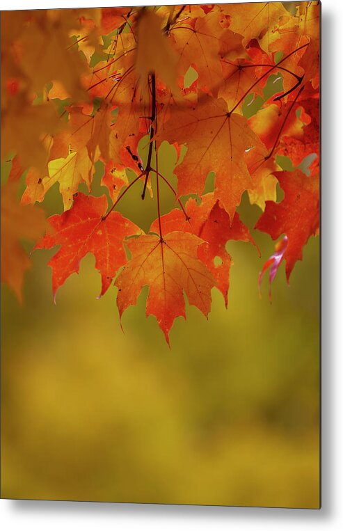 New England Metal Print featuring the photograph Fall Leaves by Rob Davies