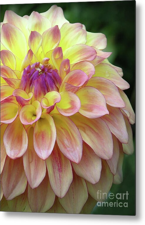 Floral Metal Print featuring the photograph Dahlia Fantasy by Randall Dill