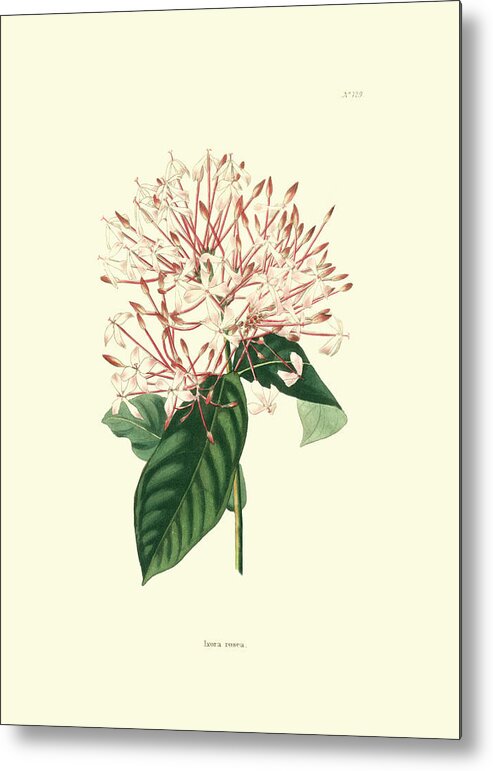 Botanical & Floral Metal Print featuring the painting Flowering Shrub Iv by Edmonston & Douglas