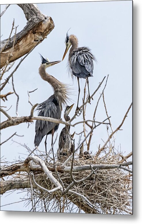 Stillwater Wildlife Refuge Metal Print featuring the photograph Great Blue Heron Rookery 4 by Rick Mosher